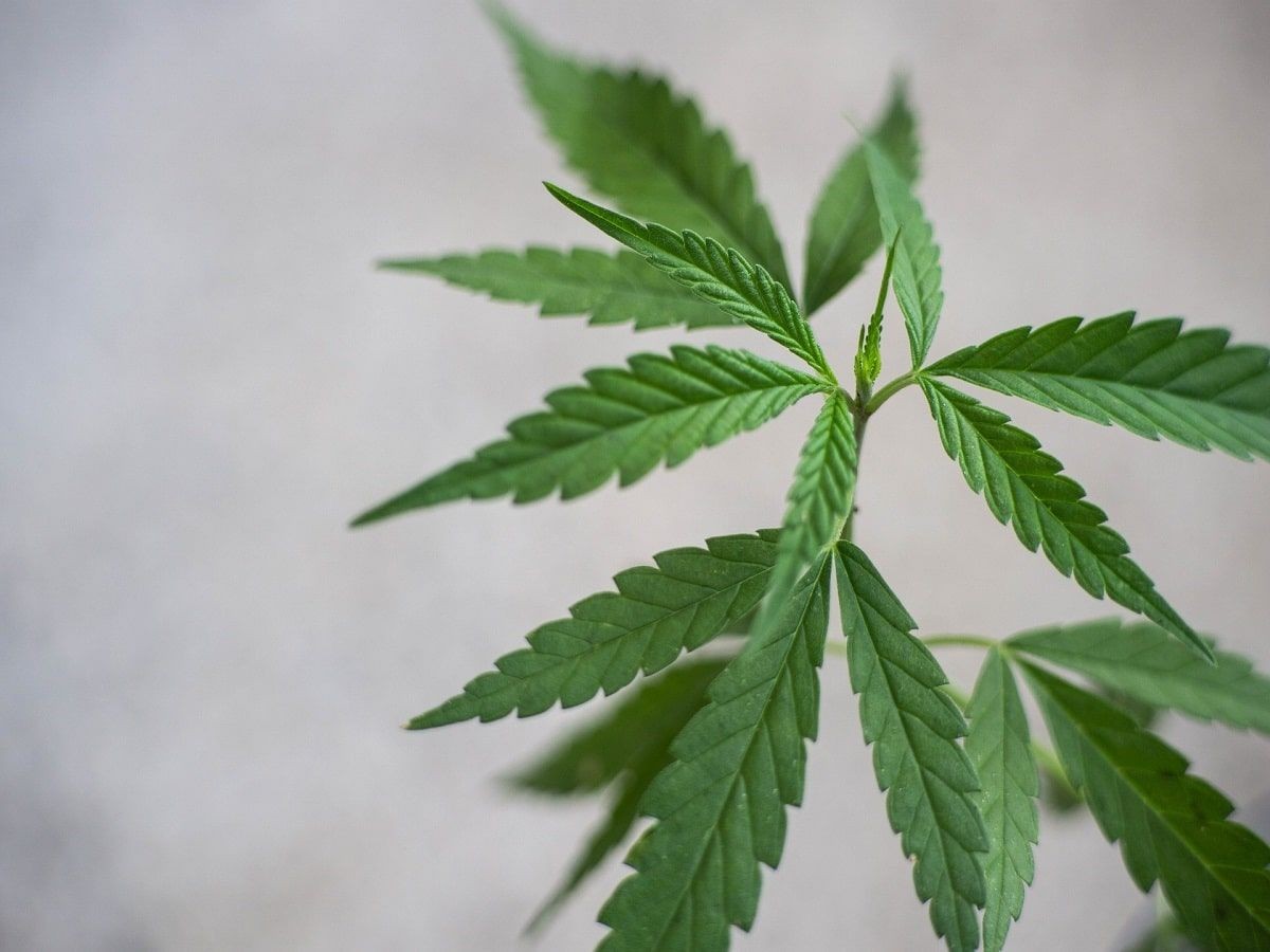 CBD může zmírnit závažné symptomy chování u dětí s autismem