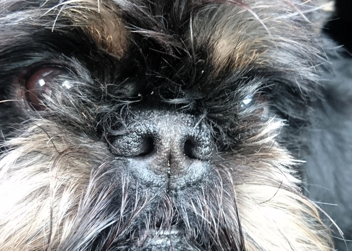 Preparáty s CBD pomáhají domácím mazlíčkům