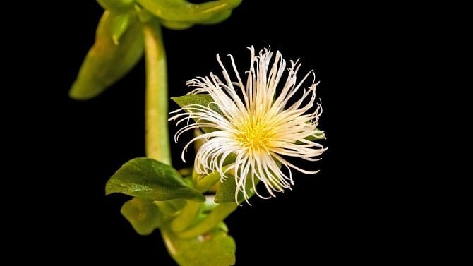 Kanna - naturalna ekstaza