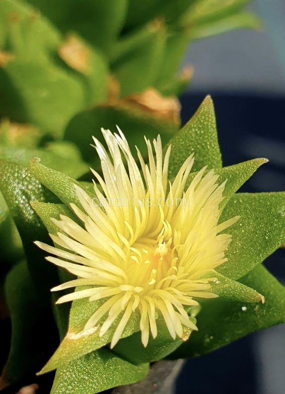 Kanna (Sceletium tortuosum)