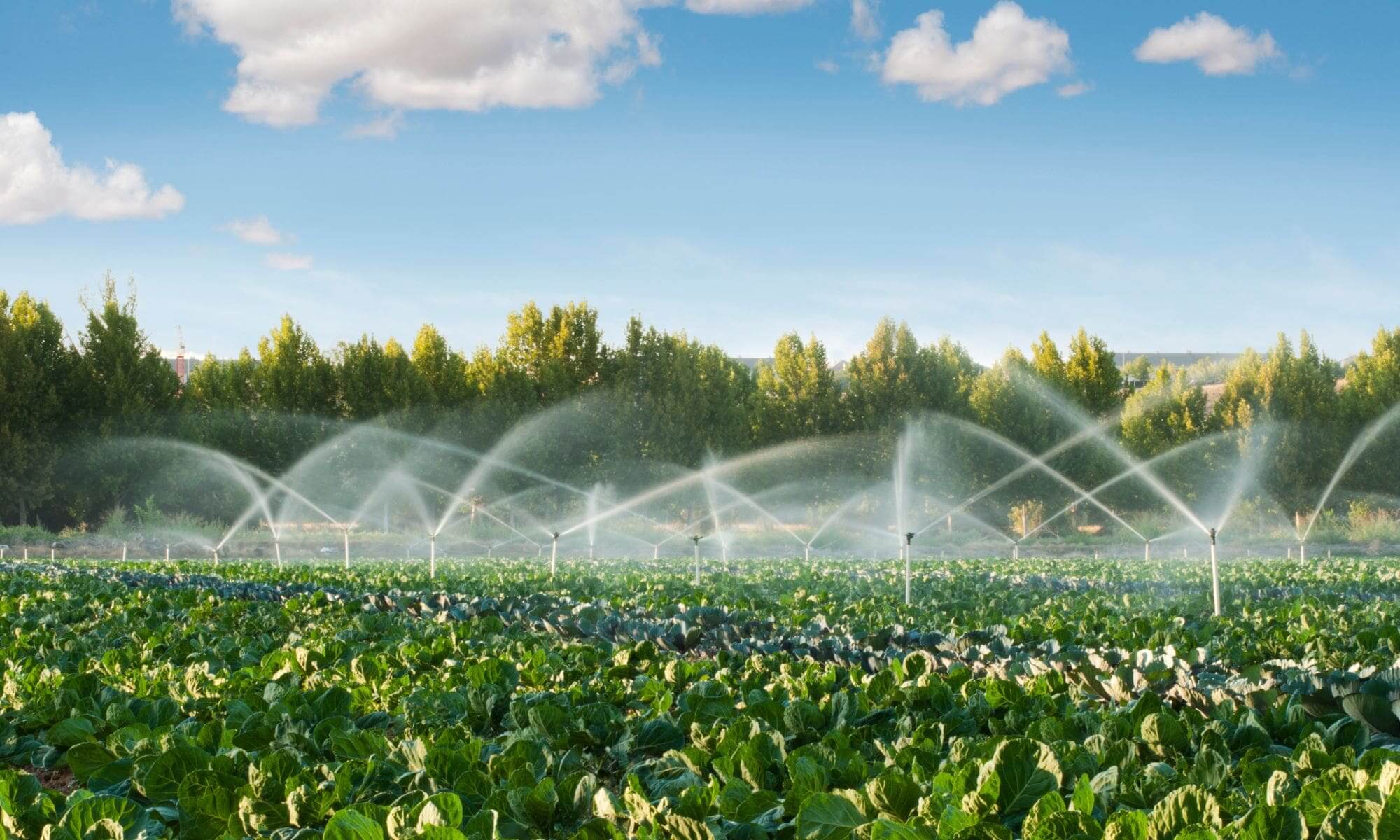 Paraziti: hrozba ukrytá v jídle