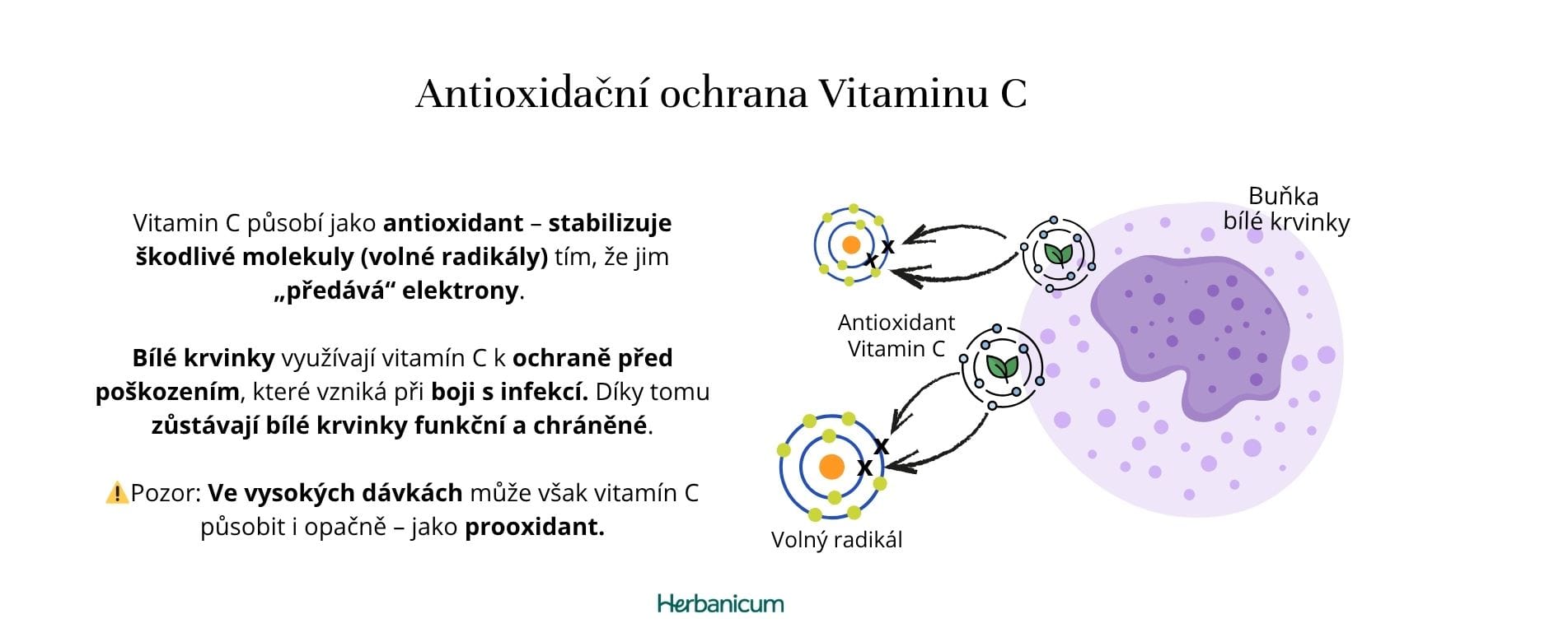 Infografika vysvětlující duální roli vitamínu C jako antioxidantu, který stabilizuje volné radikály, a jeho klíčovou funkci v ochraně bílých krvinek během boje s infekcí.