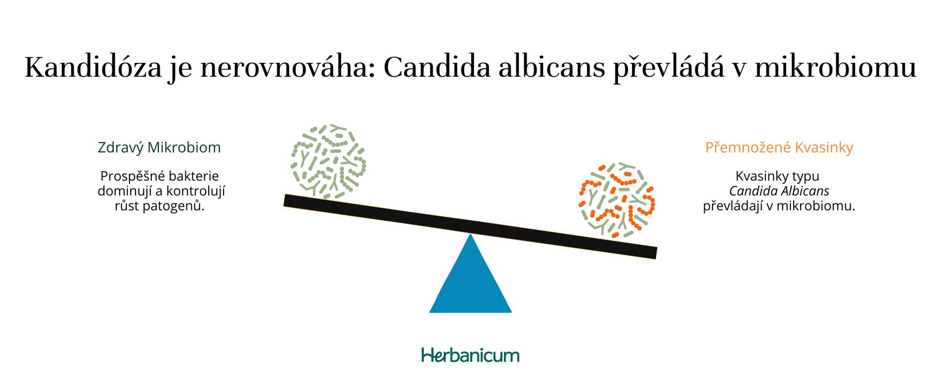 Schéma váhy znázorňující dysbiózu mikrobiomu, kde kvasinky Candida albicans převažují nad prospěšnými bakteriemi, což vede ke kvasinkové infekci.