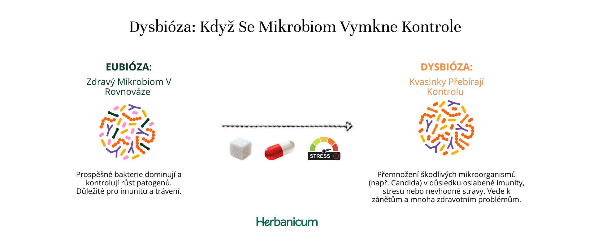Infografika porovnávající zdravý střevní mikrobiom (eubióza) a stav narušené rovnováhy (dysbióza), kde kvasinky převažují nad prospěšnými bakteriemi.
