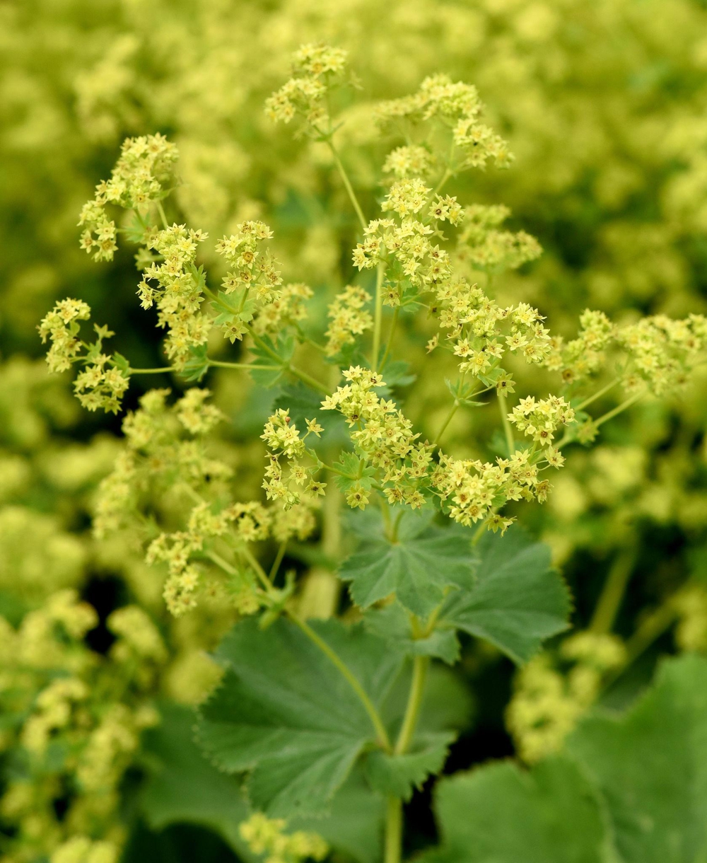 Alchemilka žltozelená