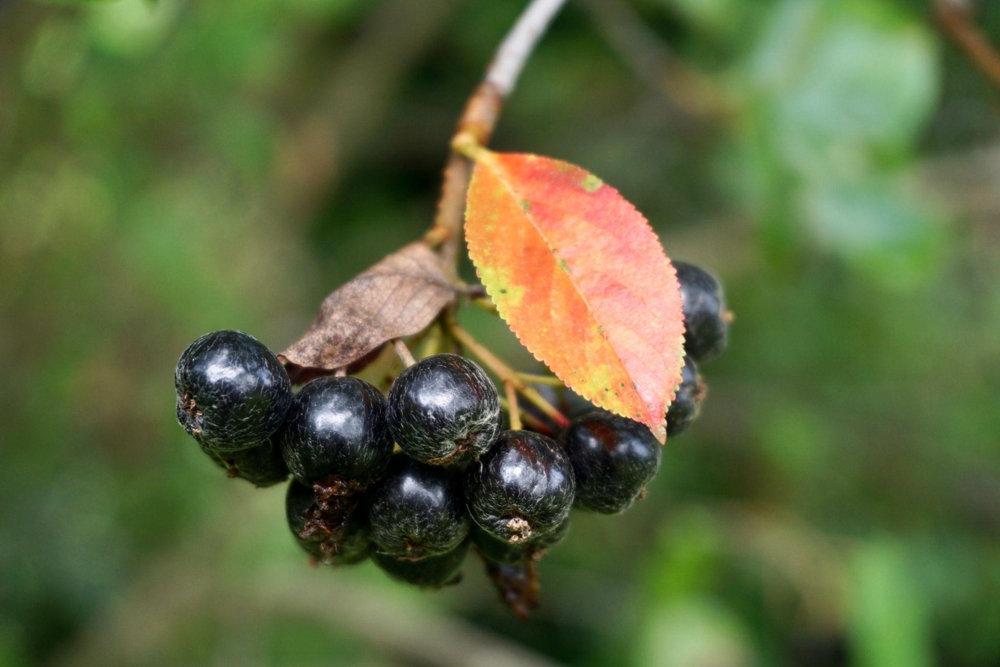 Arónia čiernoplodá