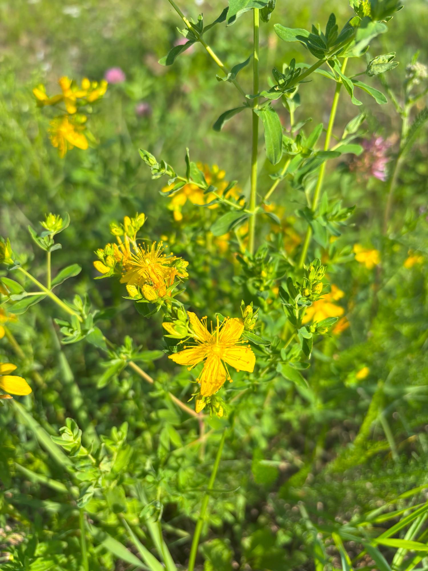 Ľubovník bodkovaný