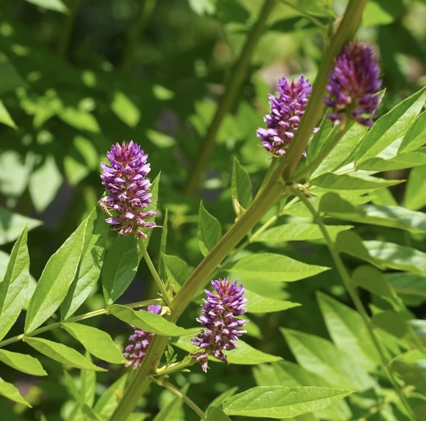 Sladovka hladkoplodá