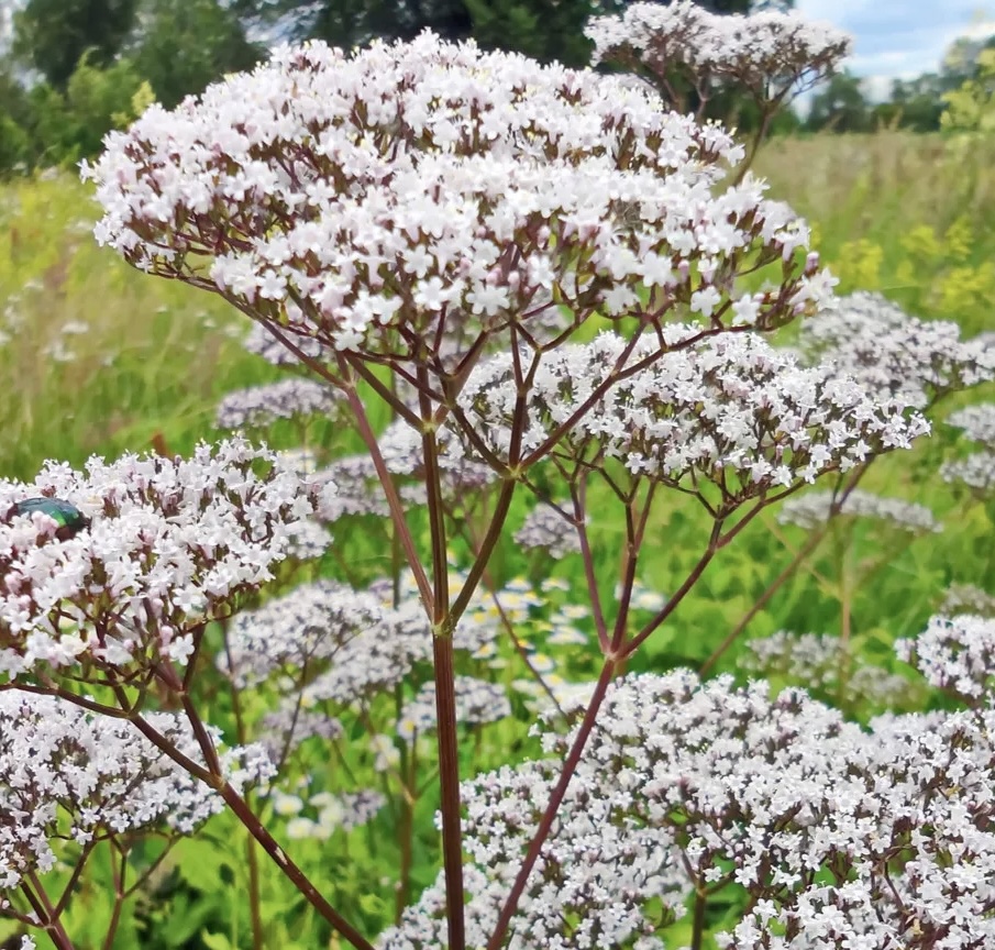 Valeriána lekárska
