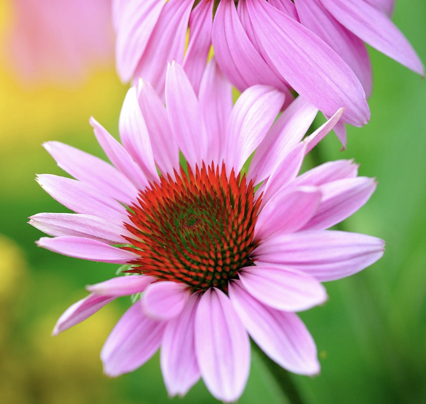 Echinacea purpurová