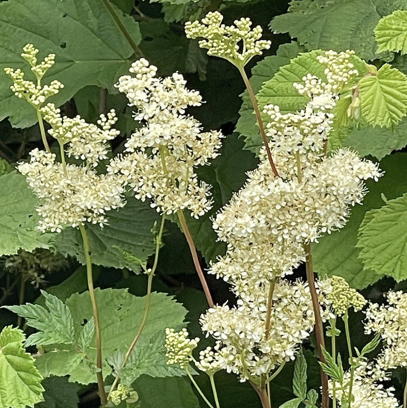 Túžobník brestový