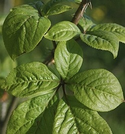 Všehojovec štetinatý