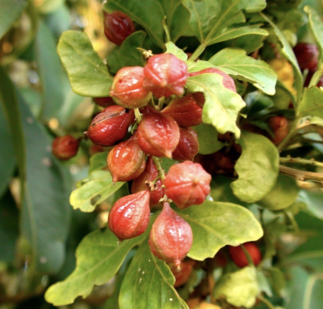 Paulínia nápojová (Guarana)