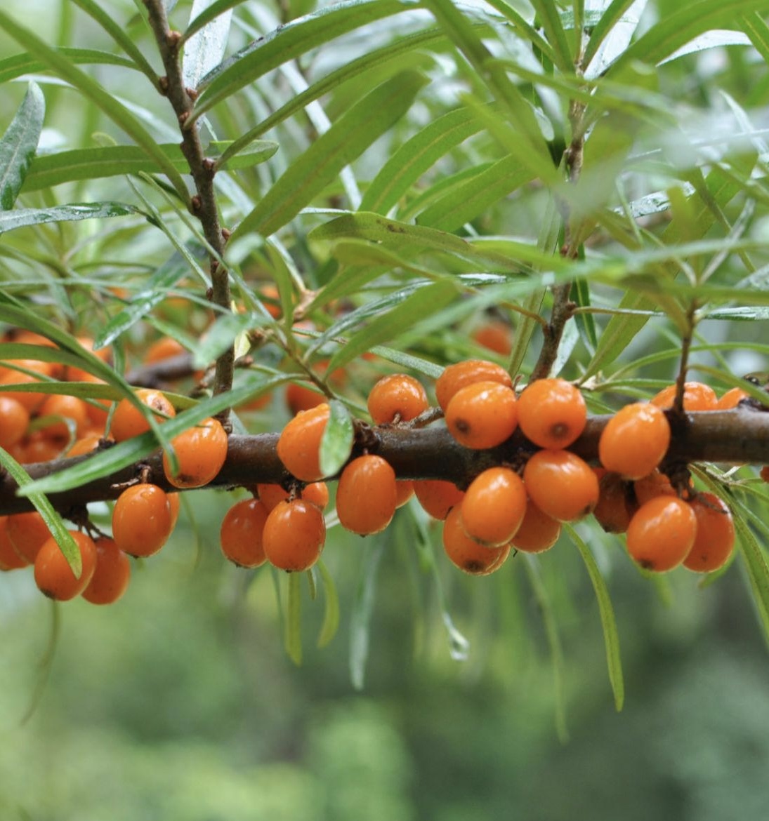 Rakytník rešetliakovitý