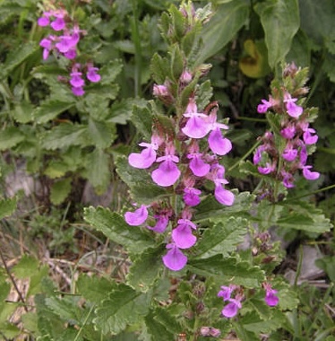 Hrdobarka obyčajná