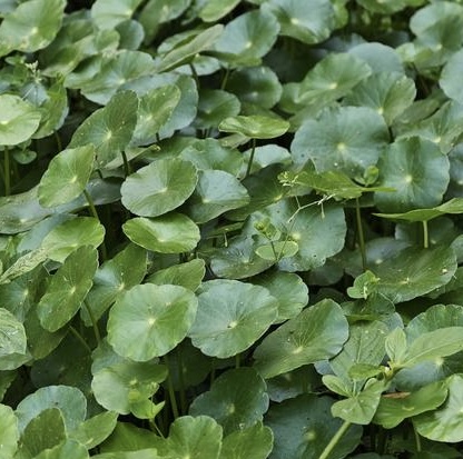 Centela ázijská (gotukola)