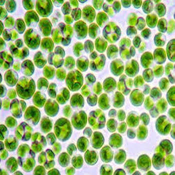 Chlorella