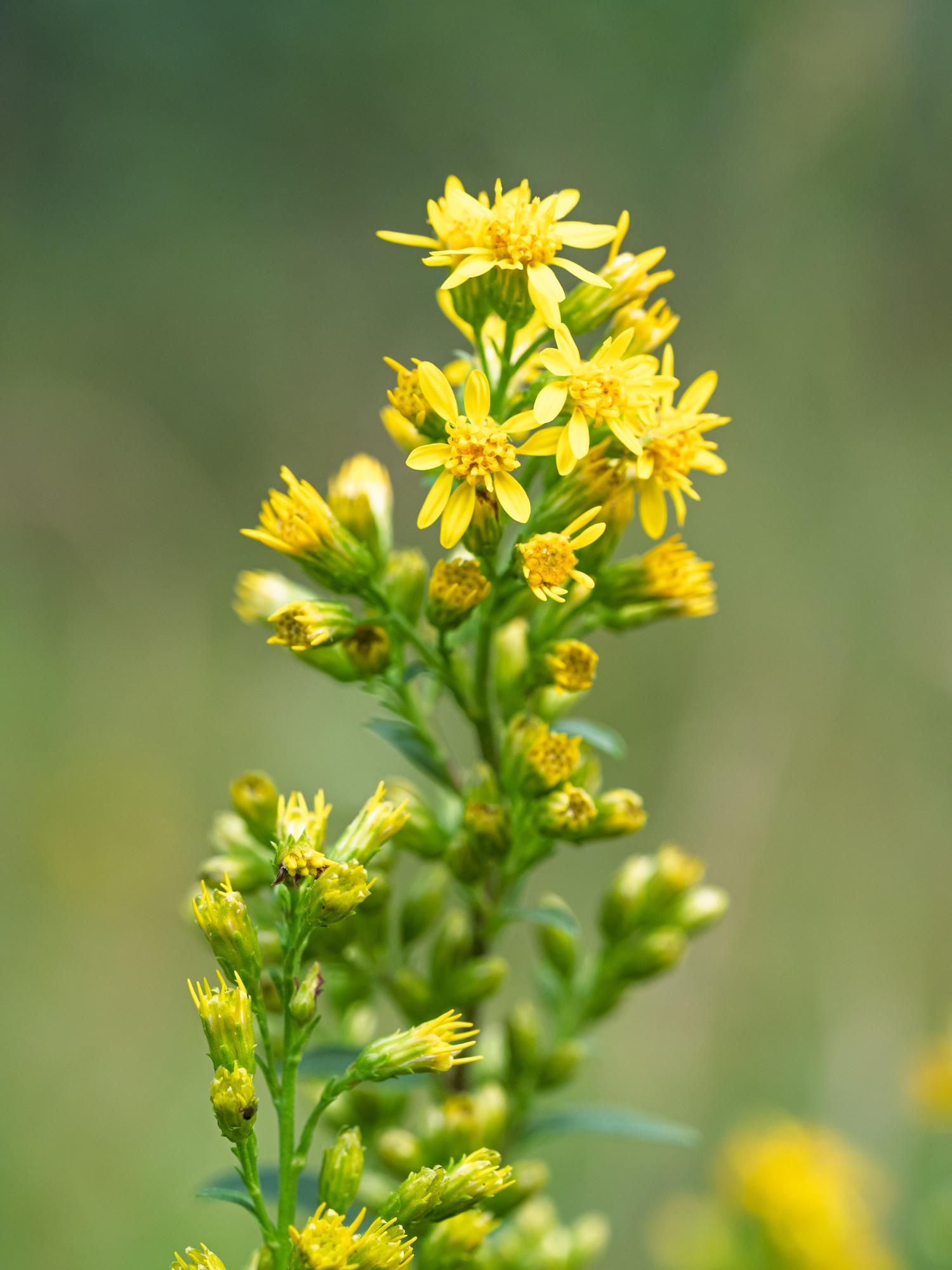 Zlatobyľ obyčajná