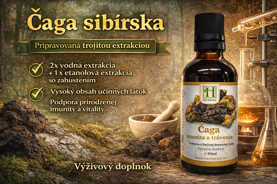 Čaga sibírska