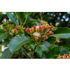 Syzigium aromaticum