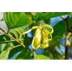 BIO Ylang-ylang, esenciálny olej 10 ml