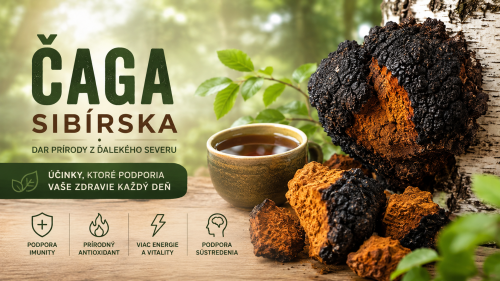 Účinky čagy: Na co je dobrá a komu se vyplatí ji zařadit