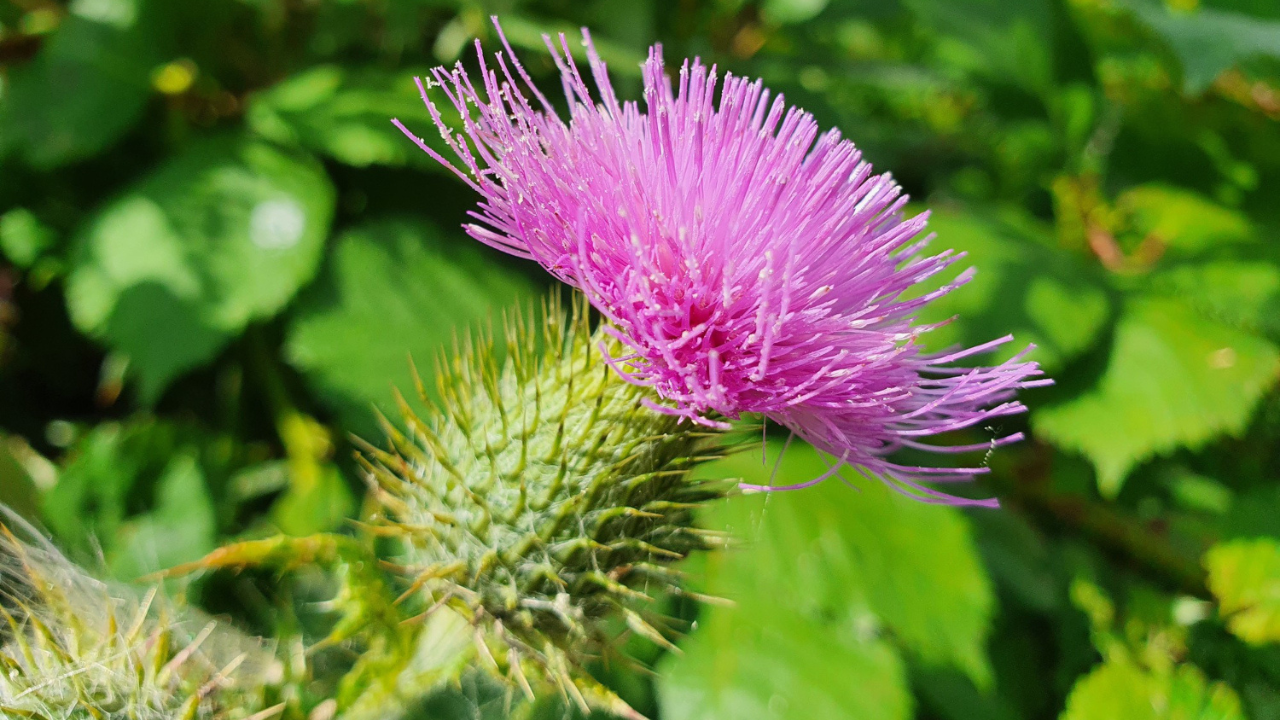 Štětka lesní: Přírodní zbraň proti borelióze a klíč k hloubkové obnově tkání