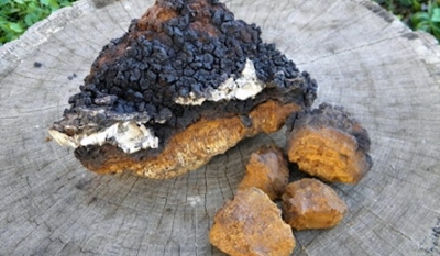 Čaga – Befungin (ryšavec šikmý)