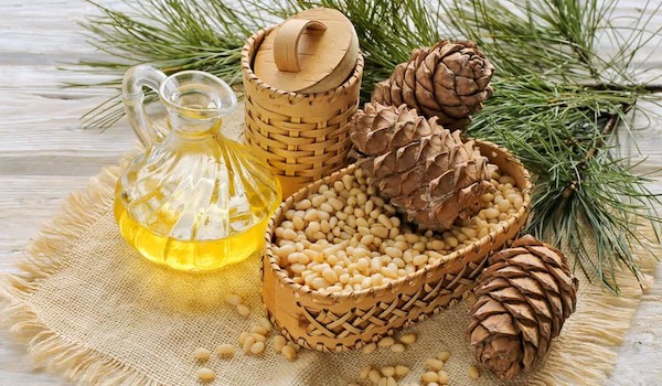 Cedrový olej - od pěstování až po jeho výrobu