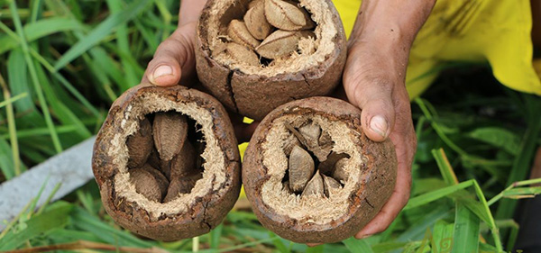 Znáte těchto pět faktů, které hrají ve prospěch oleje z para ořechů?