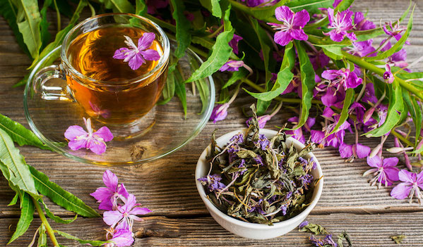 Ivan čaj - elixír života našich předků