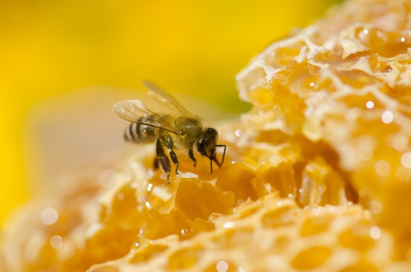 včela a manuka med