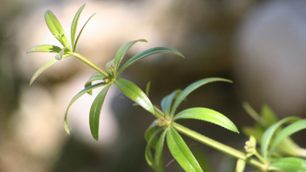 galium aparine