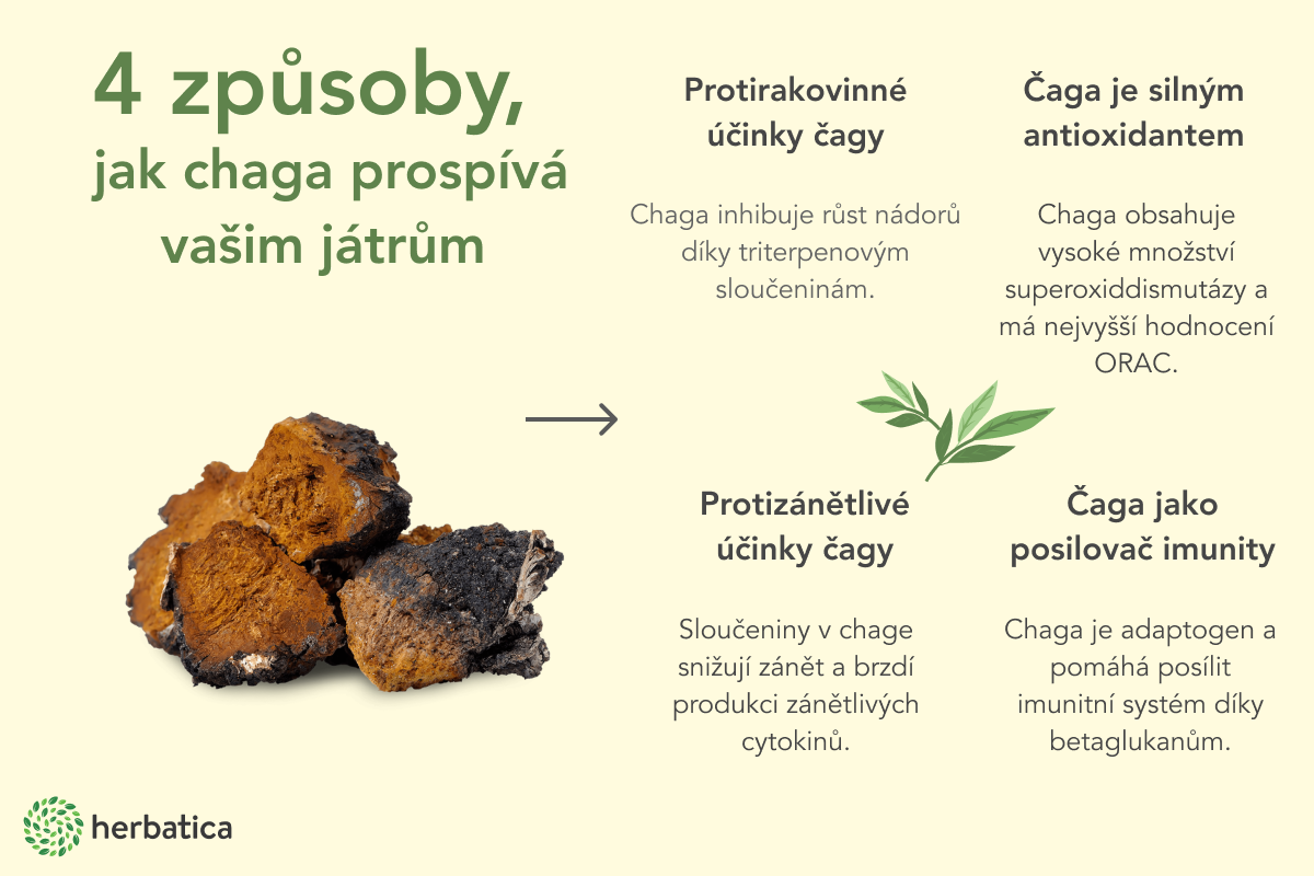 Chaga účinky na zdraví - tipy