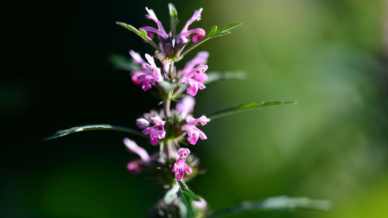 Anyafű: gyengéd erő a testnek, léleknek és a női ciklusnak