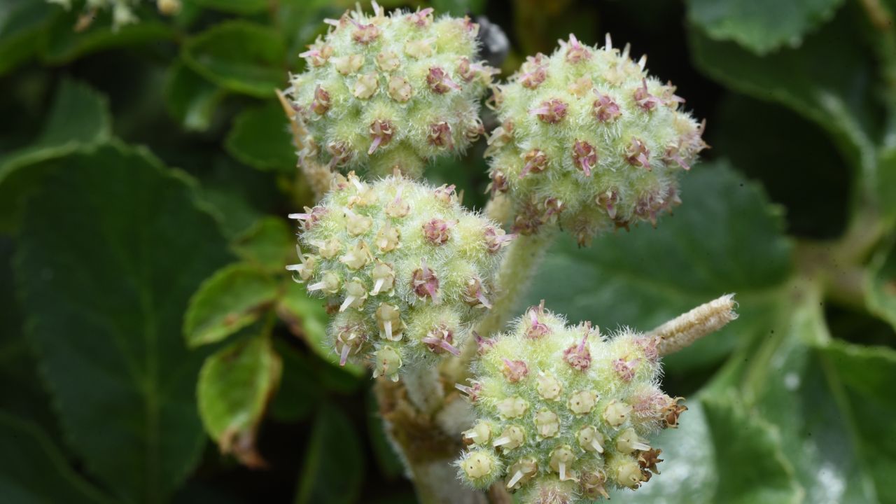 Az igazi üröm: Egy gyógynövény, amely a szakértők figyelmét is felkelti