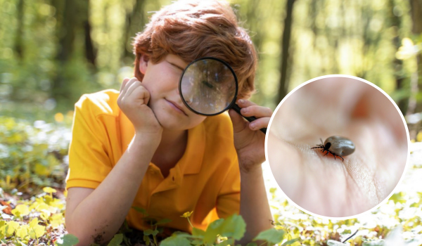 Nyári ijesztő - kullancsok és Lyme-kór? Bevált tippek, amelyek működnek.