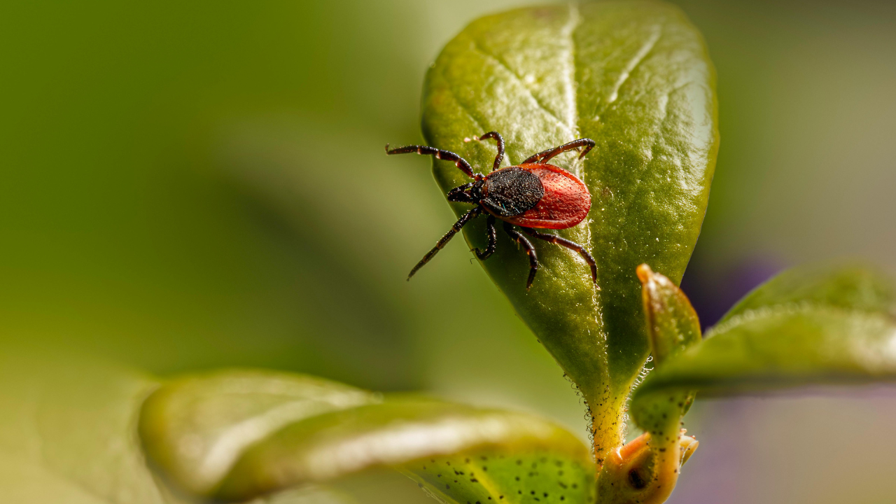 Kullancsencephalitis: Csendes fenyegetés, amelyet nem szabad alábecsülni