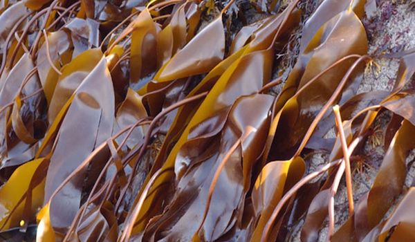 Tengeri "káposzta" - Laminaria