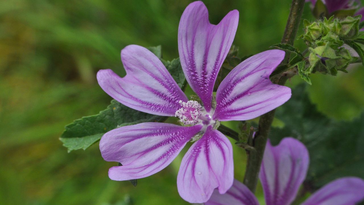 Mályvarózsa: gyógyító kincs kerteinkből