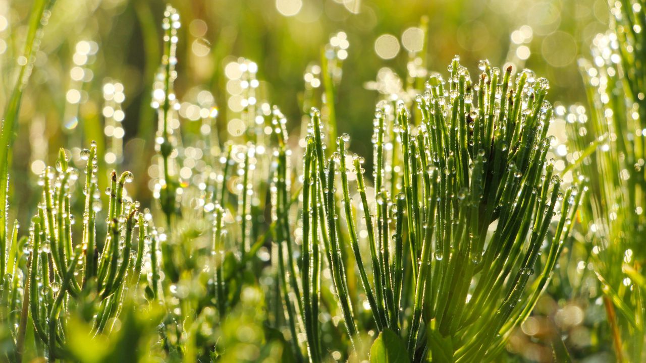 Mezei zsurló: észrevétlen gyógynövény gyógyhatásokkal