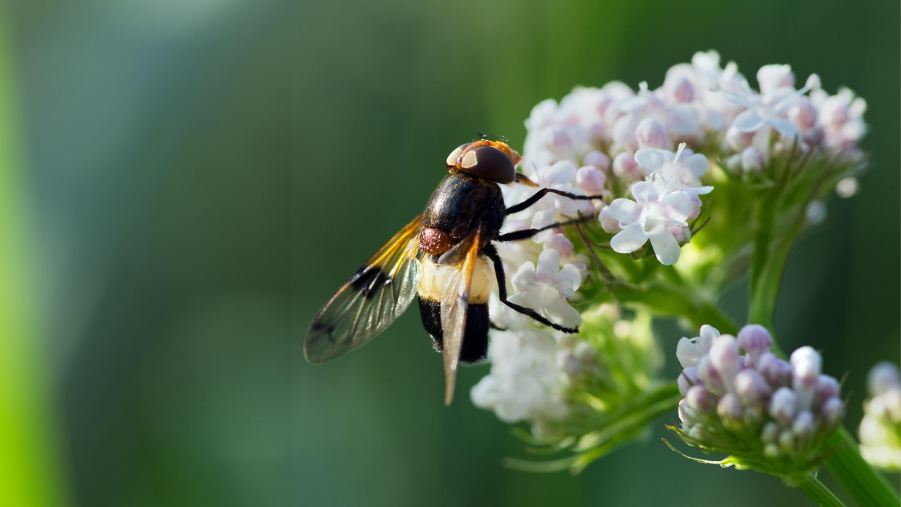 Orvosi macskagyökér: a nyugalom titokzatos gyógynövénye, amelyet a teste sokkal jobban ismer, mint gondolná