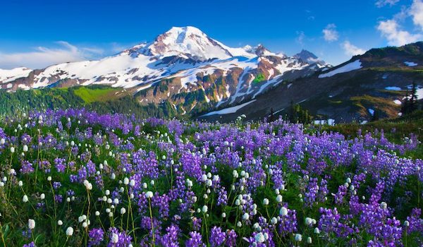 Az orosz gyógynövénygyűjtők öröksége - ismerje meg a hagyományos orvoslás titkait!