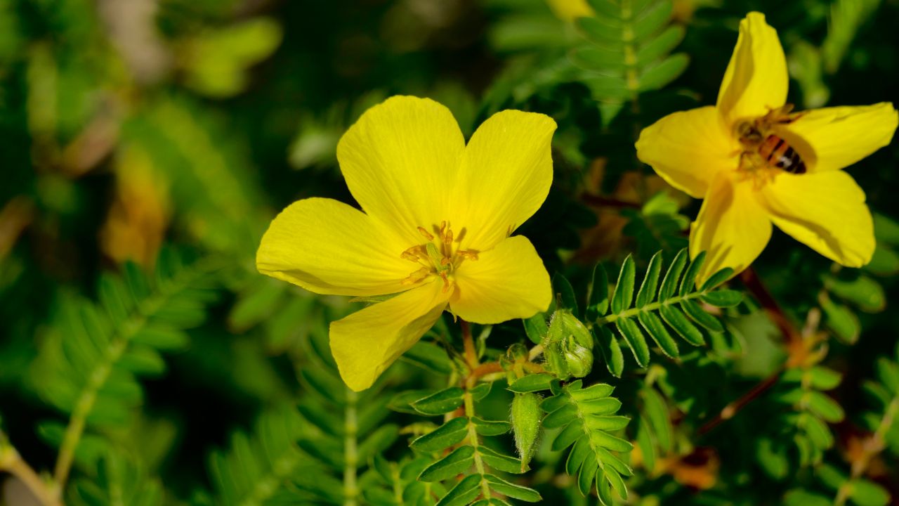 Tribulus hatása: Természetes energialöket, hormonális egyensúly és teljesítményfokozás