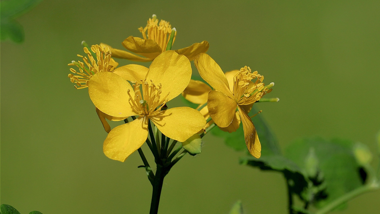 Vérehulló fecskefű szemölcsökre: teljes útmutató a használatról, hatásokról és biztonságról