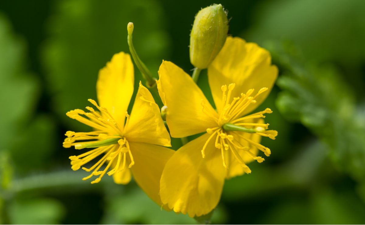 Verehulló fecskefű: hogyan alkalmazzuk tyúkszemre, szemölcsre és papillómára