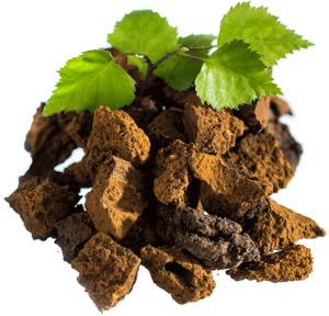 chaga_briza-300x288