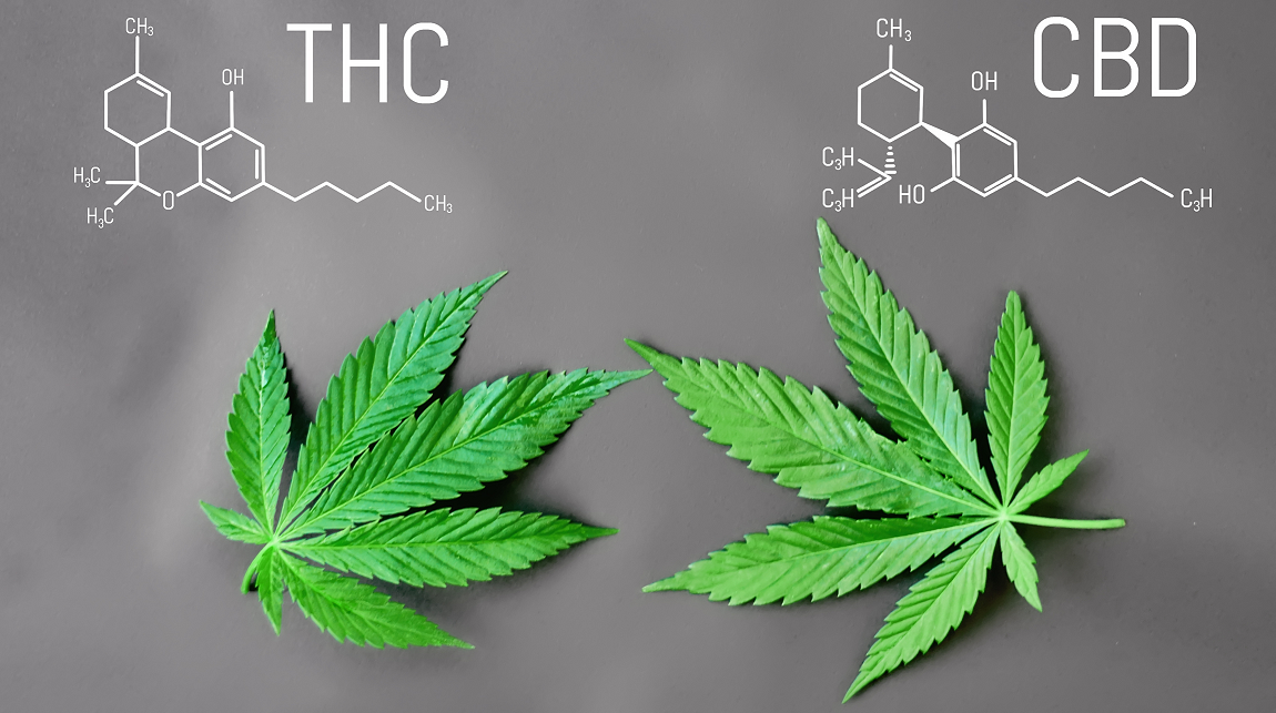 hogyan lehet zsírt égetni a thc eltávolítására)