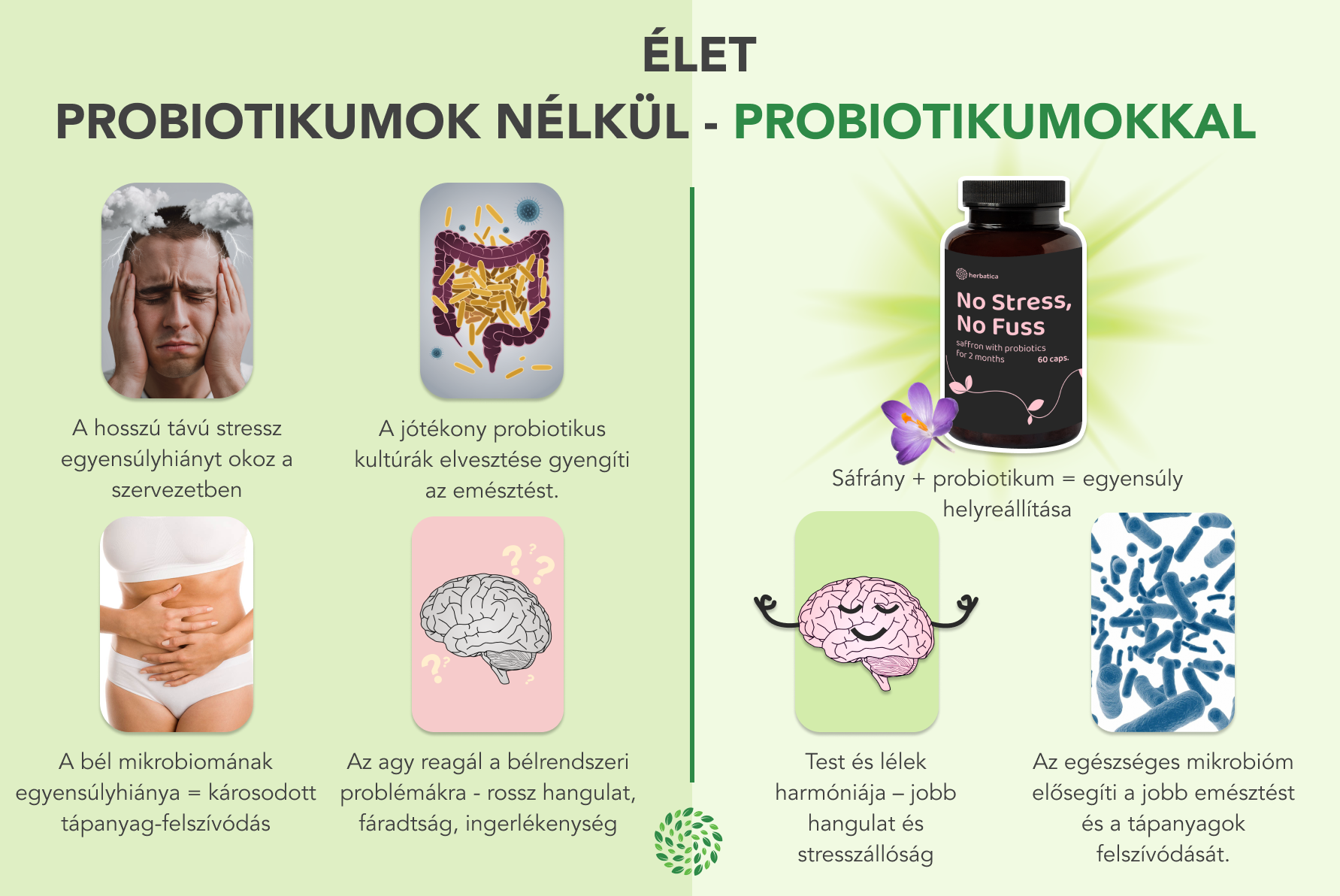 INFOGRAFIKA SAFRAN PROBIOTIKUMOKKAL - HU 1200x800