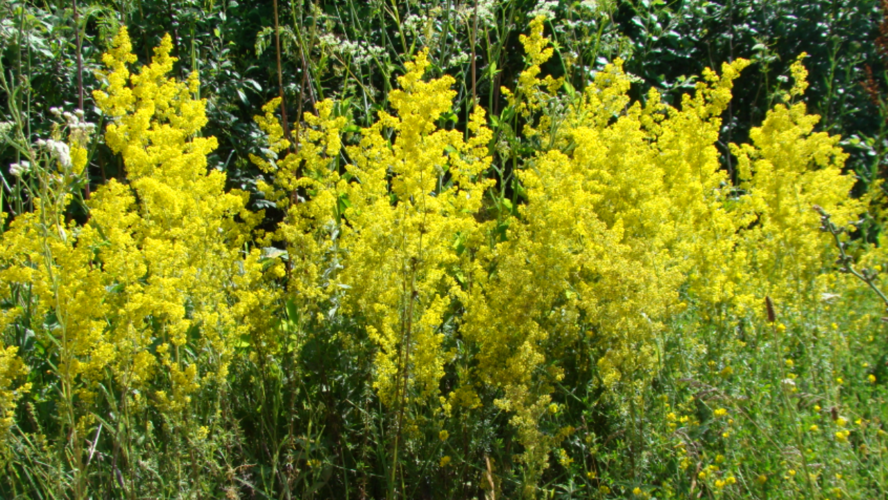 galium verum